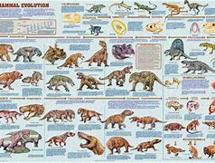 Image result for Animal Evolution Chart