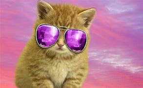 Image result for Cool Cat Edit