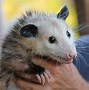 Image result for Opossum Teeth
