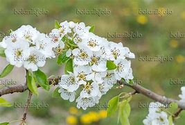 Image result for Pyrus communis Clapps Favourite