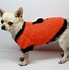 Image result for Halloween Sweaters for Dogs
