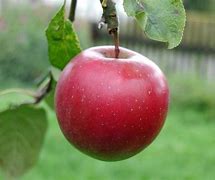Image result for Foods with Mindilima Big Red Apple