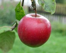 Image result for Different Types of Red Apple's