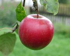 Image result for Dwarf Red Love Apple Tree