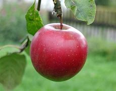 Image result for red apples
