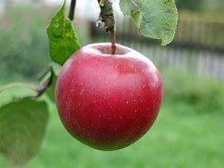 Image result for 1 Red Apple