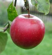 Image result for Big Red Apple Tree