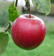 Image result for Big Red Apple