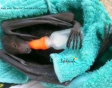 Image result for Baby Bats Pup