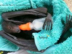 Image result for Bat Mother Carrying Baby