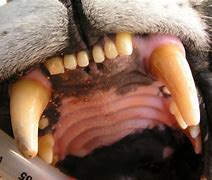 Image result for Worns Canine Teeth
