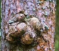 Image result for excrescencia