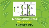Image result for Monohybrid Cross Worksheet