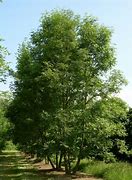 Image result for Fraxinus excelsior