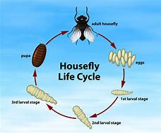 Image result for What Is a Life Cycle of an Insect