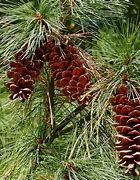 Image result for Pinus strobus Stvoridla