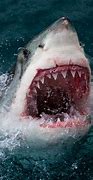 Image result for Ocean Great White
