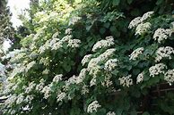 Image result for Climbing Flowering Vines
