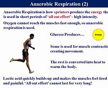 Image result for Anaerobic Respiration Exercise
