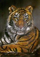 Image result for  tiger chalk pastel