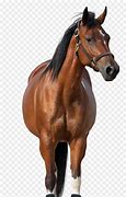 Image result for Horse Front No Background