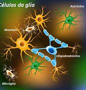 Image result for Glia Brain Cells