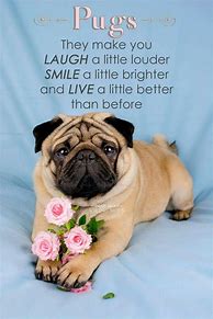 Image result for Funny Pug Sayings