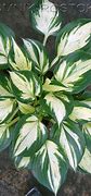 Image result for Hosta Pathfinder