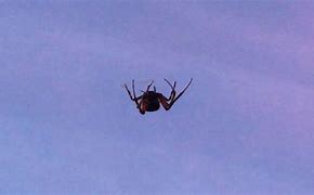 Image result for Tree Sky Spider