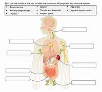 Image result for Immune System Worksheet