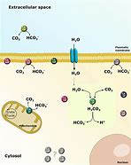 Image result for Carbonic Anhydrase Mechanism