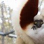 Image result for Cute Endangered Baby Animals