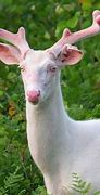 Image result for Top 10 Albino Animals