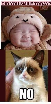 Image result for Funny Cat Memes Grumpy Cat