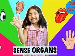 Image result for Human Sense Organs the Five Senses