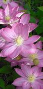 Image result for Clematis Vines for Zone 8
