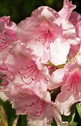 Image result for Rhododendron (G) Pink Pearl