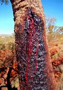 Image result for Whixh Trees Have Red SAP