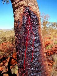 Image result for Tree with Red SAP