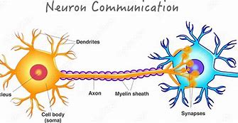 Image result for Neuron Connections