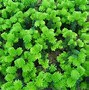 Image result for Abies balsamea Piccolo