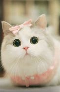 Image result for Really Cute Cats and Kittens