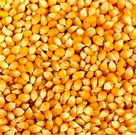 Image result for Small Yellow Grain