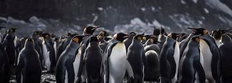 Image result for Penguin Habitat