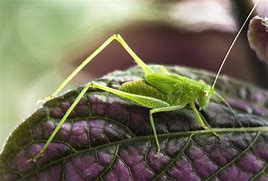 Image result for Cricket Mini Beast