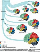 Image result for Brain Teasers in Evolution