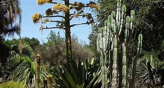 Image result for Arizona Cactus Lawn