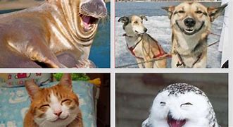Image result for Happy Animals Clip Art