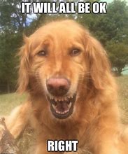 Image result for Awkward Smile Dog Meme