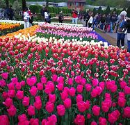 Image result for Keukenhof Holland Tulip Festival